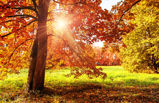 Orange color trees, red brown leaves with sunlight and green grass in autumn city park. Fall tree with golden and red leaves.