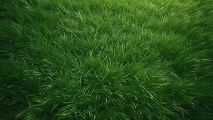 Synthetic grass background or texture