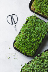 microgreens in germination trays