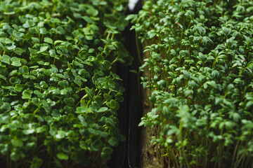 microgreens in germination trays