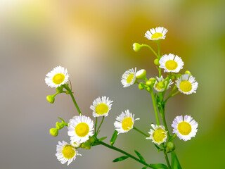 A cluster of delicate white and yellow Erigeron annuus flowers, are in bloom against a soft, blurred background of green and yellow light.