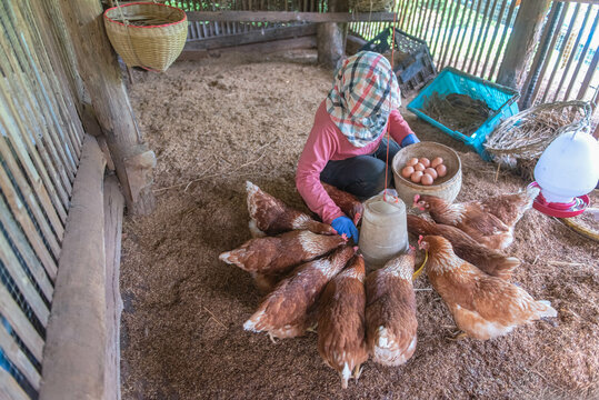 Asian woman feeding and collecting eggs from chickens on a farm.