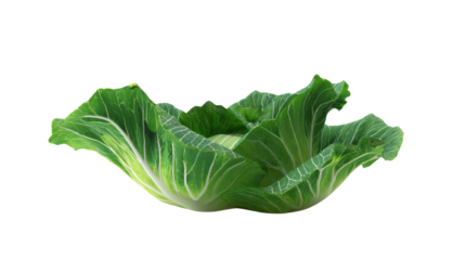 Fresh green cabbage with a vibrant texture on a white isolated background.