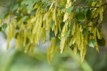 indian rosewood green seeds, Dalbergia sissoo, known commonly as North Indian rosewood or shisham. Indian rosewood seed pod, dalbergia sissoo seeds. Green seeds pods of North Indian rosewood.shisham