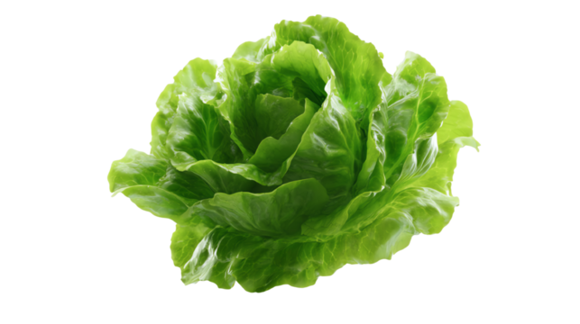 Fresh green lettuce, vibrant and crisp, perfect for salads or cooking, on a white isolated background.