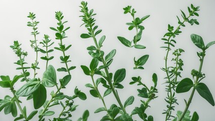 Airborne Fresh Oregano Leaves with Background