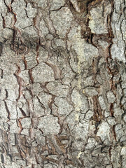 Cracked Dry Bark Texture of an Aged Tree for Organic Background Designs