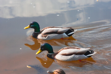 A pair of Mallard ducks swim along on the clear water. A couple of ducks in the lake, the reflection of the sky in the water, circles on the water. A pond with clear water