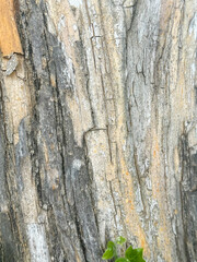Detailed Vertical Bark Pattern of Mature Tree With Natural Textures
