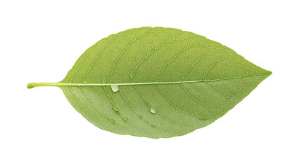 Obraz premium Green leaf with water droplets on a white isolated background.