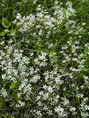 Close-Up of White Ground Flowers in Natural Forest Setting