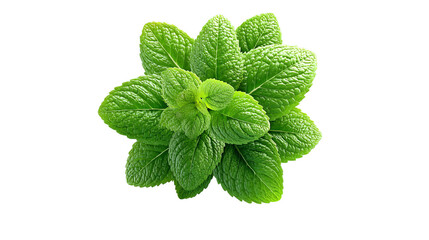 Fresh green mint leaves, isolated on a white background, highlighting the texture and detail of the plant.