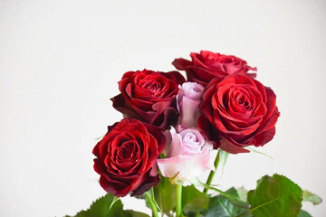 Obraz premium 赤と紫のばら