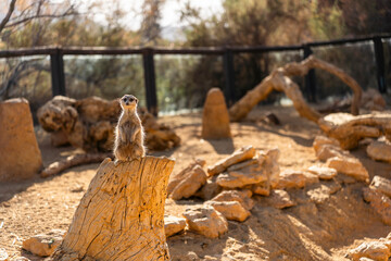 Ferret Wild Animal in Tabernas, Spain