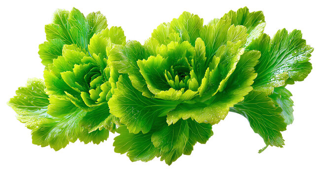 Fresh green lettuce leaves with a vibrant texture, perfect for healthy meals and cooking ideas.