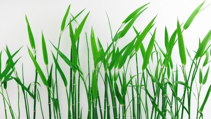 White background with isolated green reed cane grass