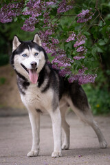 Portrait of a beautiful husky dog with blue eyes. Lilac blossom background