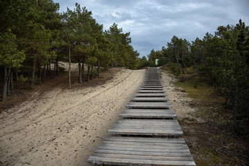 A quiet wooden path winds through a pine forest, drawing the eye toward the soft green horizon....