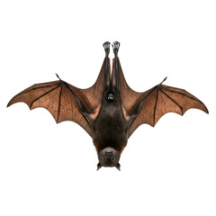 A bat with open wings hangs upside down on a white