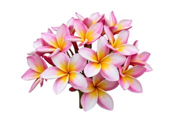 Plumeria flower bouquet isolated on white background
