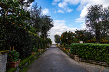 Winter park with tangerine trees in Sorrento, Italy