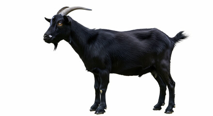 Obraz premium Black Goat: Images, Facts & Breeds