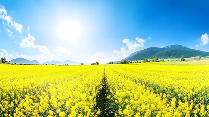 Vibrant Yellow Rapeseed Field Landscape Sunny Day Mountain Scenery
