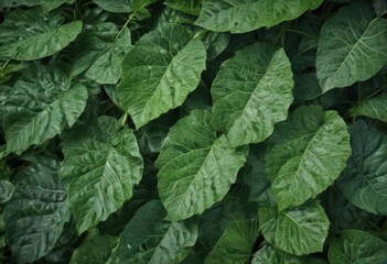 Close-up of vibrant green leaves with visible veins and texture , organic, foliage, ecology
