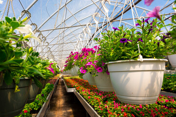 Rows of vibrant purple and pink petunias in hanging pots fill a sunny greenhouse with colorful flowers and greenery below.