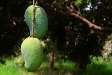 selective image of Fresh green mangoes fruit hanging on mango tree in garden. bunch of mangoes,...