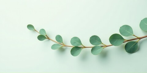 Serene sprig of delicate foliage gracefully arranged on a pale green backdrop, ideal for design projects needing a touch of natural elegance.