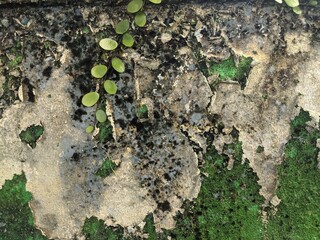 Ant pouch plants attached to the fence wall