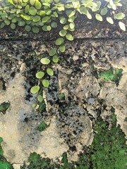 Ant pouch plants attached to the fence wall