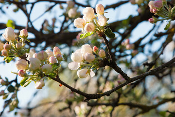 Apple tree flowers close up. Beautiful blooming apple tree close-up. Delicate white apple blossoms with slightly pink buds surrounded by young green leaves and twigs