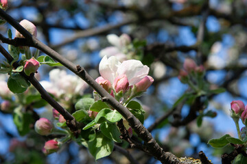 Apple tree flowers close up. Beautiful blooming apple tree close-up. Delicate white apple blossoms with slightly pink buds surrounded by young green leaves and twigs