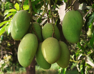 Fresh green mangoes fruit hanging on mango tree in garden. bunch of mangoes, selecitve focus