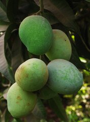 selective image of Fresh green mangoes fruit hanging on mango tree in garden. bunch of mangoes, selecitve focus