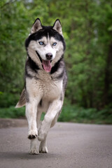 A beautiful husky dog runs straight at the camera. The blue eyes of the Siberian husky