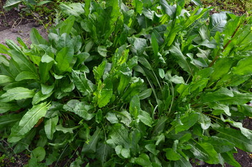A sorrel plantation photographed on a spring day.