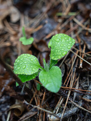 Green sprout in dew in wet earth in the forest in spruce branches