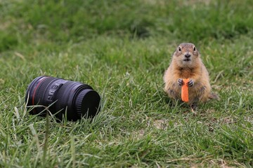 gopher  eating grass