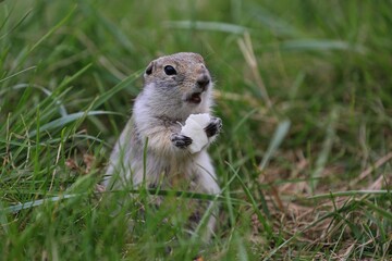 gopher prairie dog eating grass