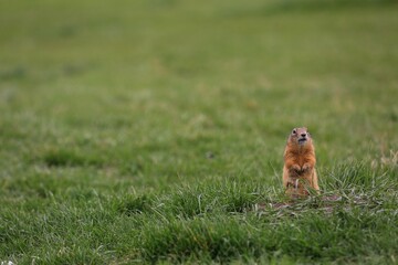 gopher prairie dog eating grass