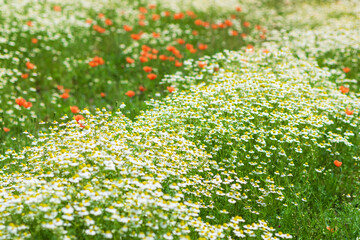 German chamomile in herb garden