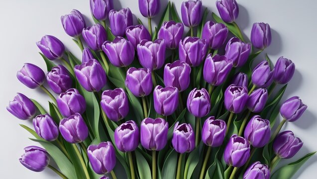 Purple tulip bouquet in a circular shape with a white background