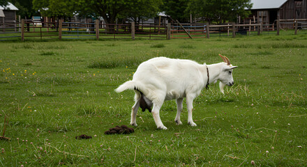 Obraz premium Goat Pooping in Pasture: Hilarious Farm Animal Photo