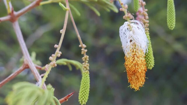 Sicklebush (dichrostachys cinerea) yellow pods on tree in Caribbean in breeze