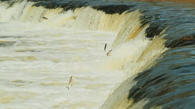 Elegantly flying fish defy river currents in Latvia's iconic Kuldīga waterfall