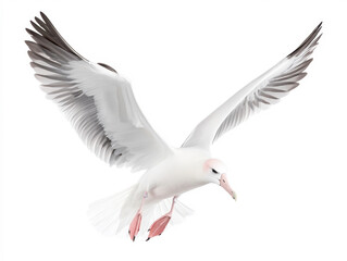 Obraz premium A majestic seagull in flight, showcasing its elegant wings and vibrant feathers.