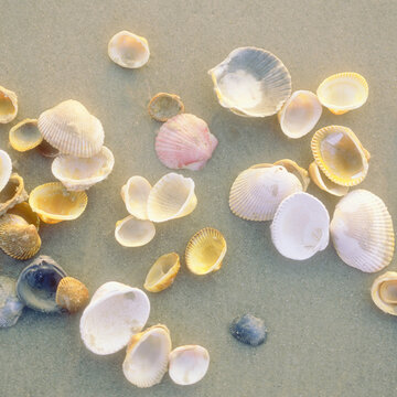 Overhead view of various sea shells on beach